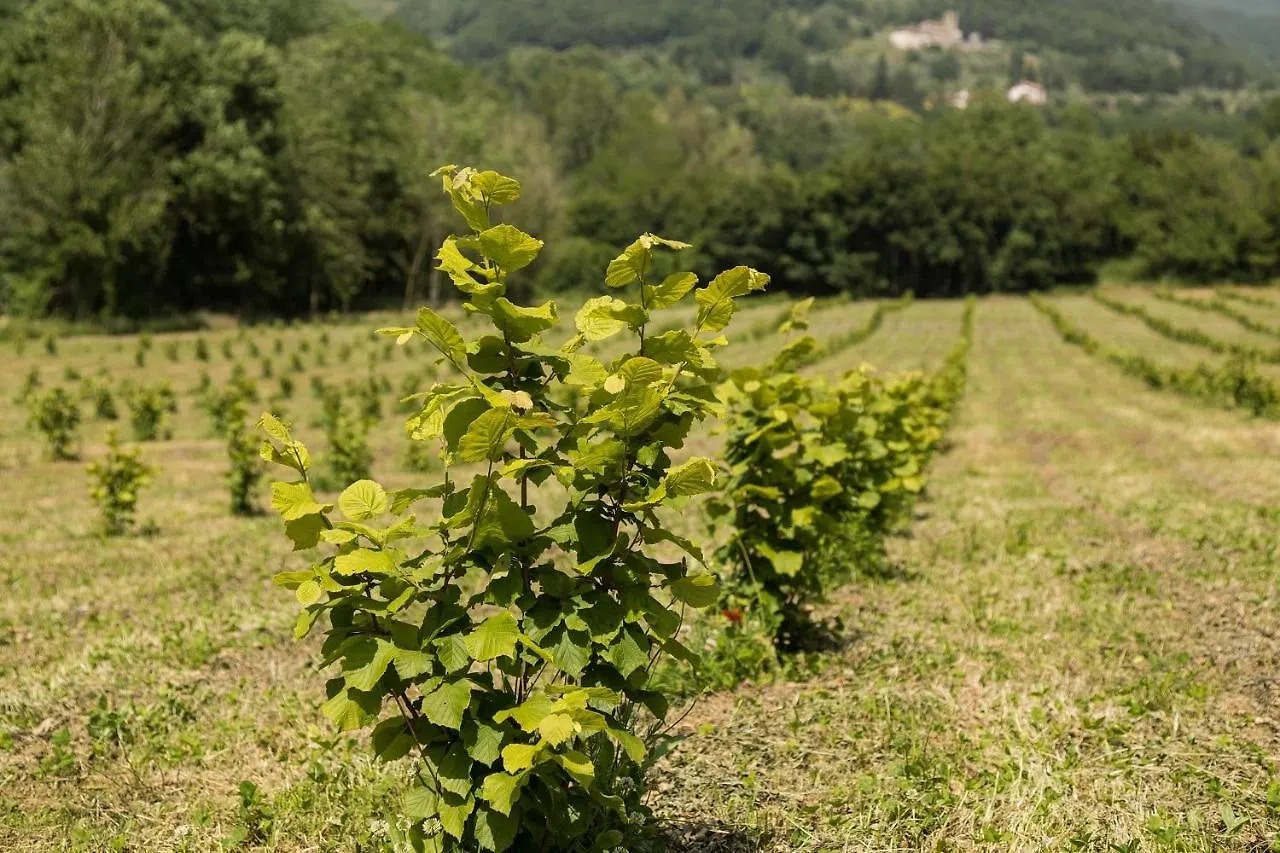 Podere Groppini Fivizzano 0*,